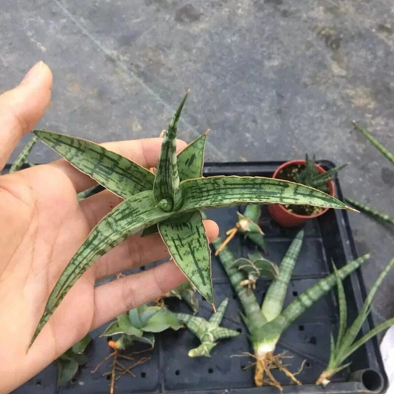 8CM Succulent Cactus Plant Sansevieria Trifasciata Crocodile Rock Home Garden Garden Plants