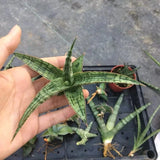 8CM Succulent Cactus Plant Sansevieria Trifasciata Crocodile Rock Home Garden Garden Plants