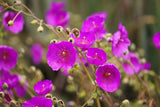 50 ROCK PURSLANE 'RUBY TUESDAY' Calandrinia Umbellata Flower Seeds *Comb S/H Garden Plants