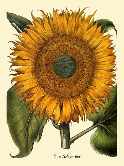 Sunflower vintage poster reproduction with large yellow bloom, green leaves, botanical text