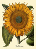 Sunflower Flower Colorful Vintage Poster Reproduction 20x30 FREE SHIPPING in USA Sunflower