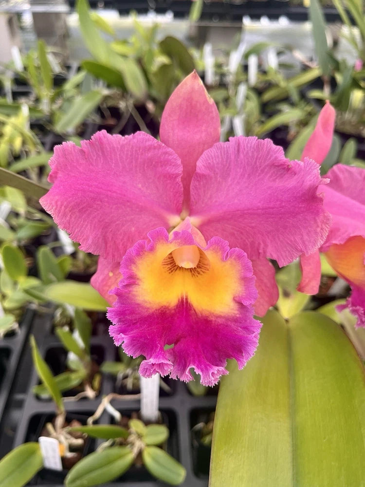 Pink Cattleya orchid with yellow-orange center and magenta ruffled petals