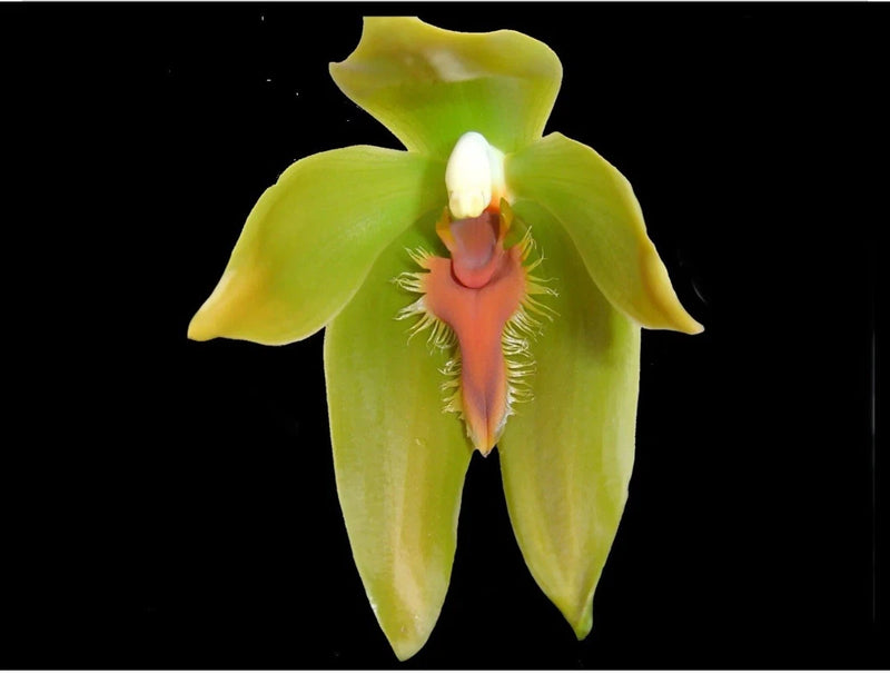 Tall green orchid flower with pink lip and orange center