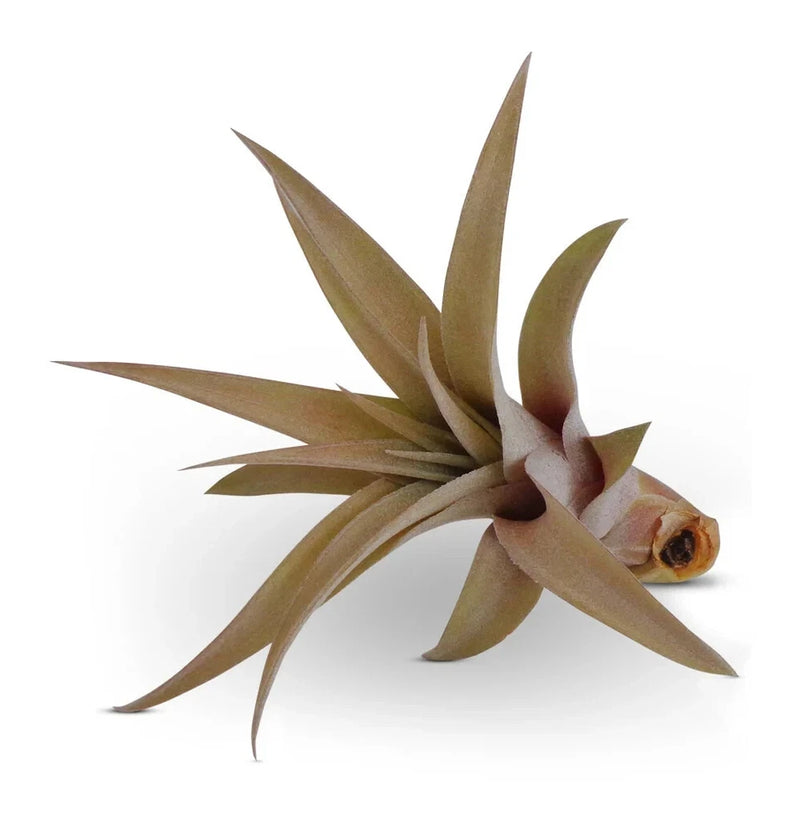 Tillandsia Capitata Peach Air Plants Small 3-4" Green Plant