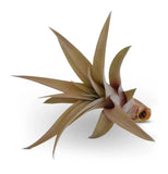 Tillandsia Capitata Peach Air Plants Small 3-4" Green Plant