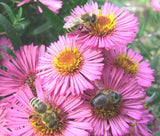 ERIGERON PINK JEWEL Erigeron Speciosus - 1,000 Bulk Seeds Daisies
