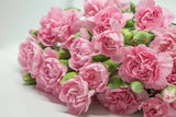 50 La France PINK CARNATION Dianthus Caryophyllus Chabaud Flower Seeds *Comb S/H Carnation