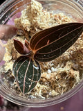 Jewel Orchid Live 4-inch Pot Housed Plant Orchids