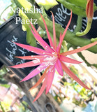 NATASHA PAETZ Fragrant Epiphyllum Orchid Cactus Succulents Orchids