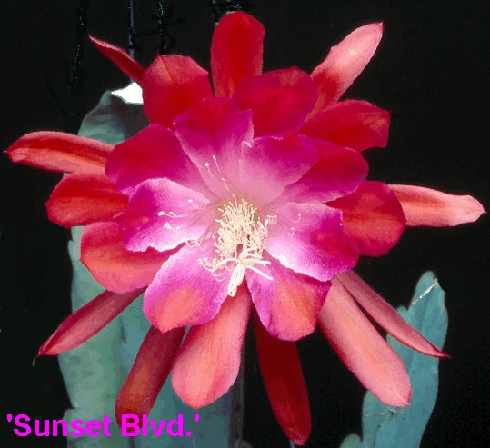 Orchid cactus flower with layered pink and red petals and pale yellow stamens