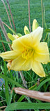 15 UNKNOWN LIGHT YELLOW  DAYLILY SEEDS Garden Plants