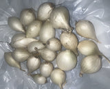 OVER 70 WHITE Onion Sets Bulbs  2026 Time To Plant Garden Garden Plants