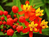 Milkweed TROPICAL Bloodflower Asclepias Monarch Butterfly Host Plant 100 Seeds Flowering Plants