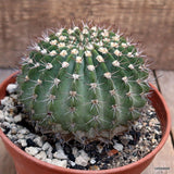D2822 ACANTHOCALYCIUM SPINIFLORUM pot16-H10-W11 cm MaMa Cactus Green Plant