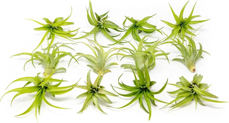 Green Tillandsia Abdita Brachycaulos Air Plants- Wholesale House Plants Green Plant
