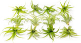 Green Tillandsia Abdita Brachycaulos Air Plants- Wholesale House Plants Green Plant