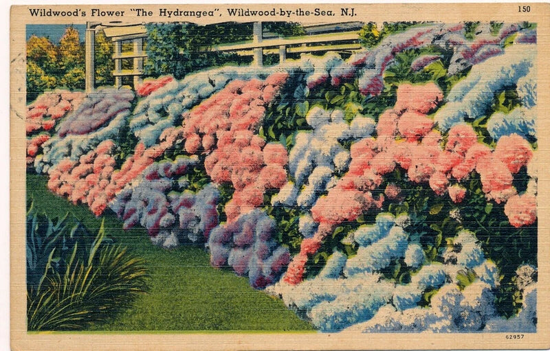 WILDWOOD'S FLOWER "THE HYDRANGEA", WILDWOOD-BY-THE-SEA, N.J. Hydrangea