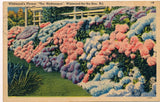 WILDWOOD'S FLOWER "THE HYDRANGEA", WILDWOOD-BY-THE-SEA, N.J. Hydrangea