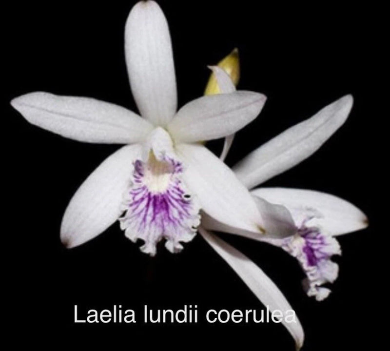 Live Laelia orchid with white petals and purple center, bare-root flower