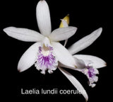 Orchid live Laelia lundii var. coerulea - bare root Orchids