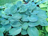 HOSTA  LOVE PAT  - 20 SEEDS - frosty blue leaves Lily