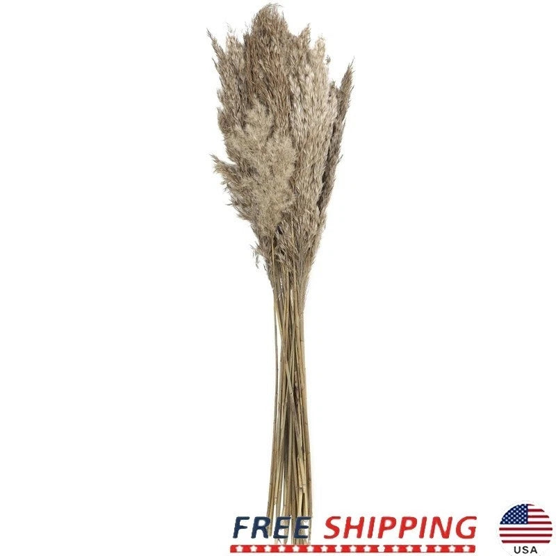 Dried Pampas Grass Bouquet 35 Inch Long Stems Natural Foliage Indoor Decor New Pampas Grass