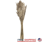 Dried Pampas Grass Bouquet 35 Inch Long Stems Natural Foliage Indoor Decor New Pampas Grass