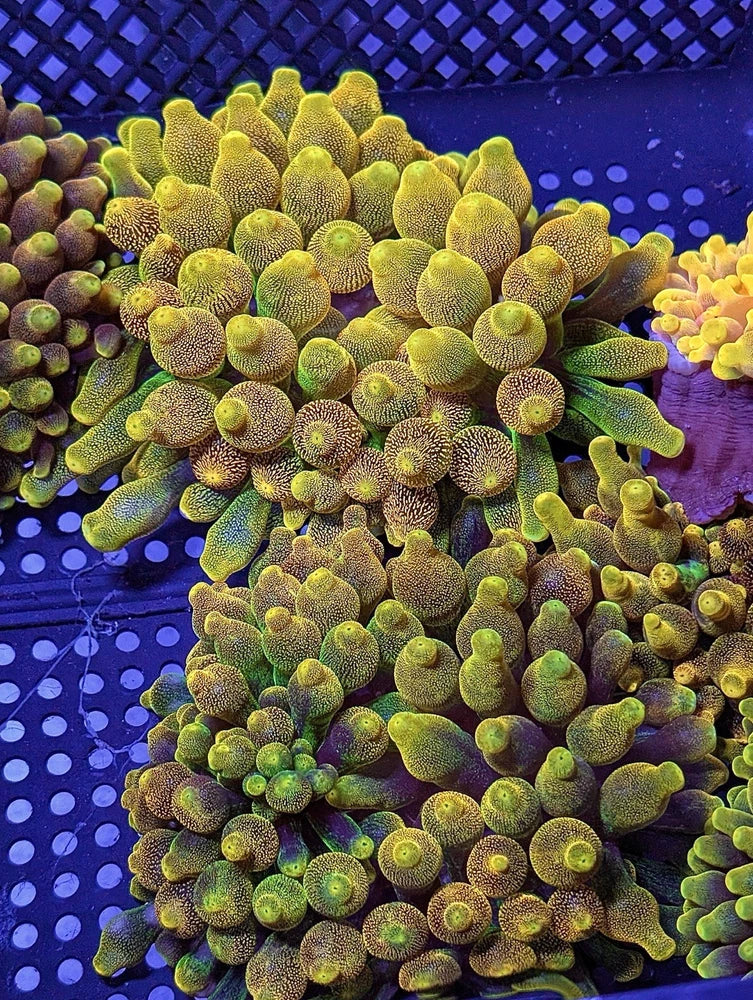 RARE ~6-8Ó Chicago Sunburst CHSB CSB Bubble Tip Anemone BTA Live Coral High End Anemone