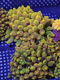 RARE ~6-8Ó Chicago Sunburst CHSB CSB Bubble Tip Anemone BTA Live Coral High End Anemone
