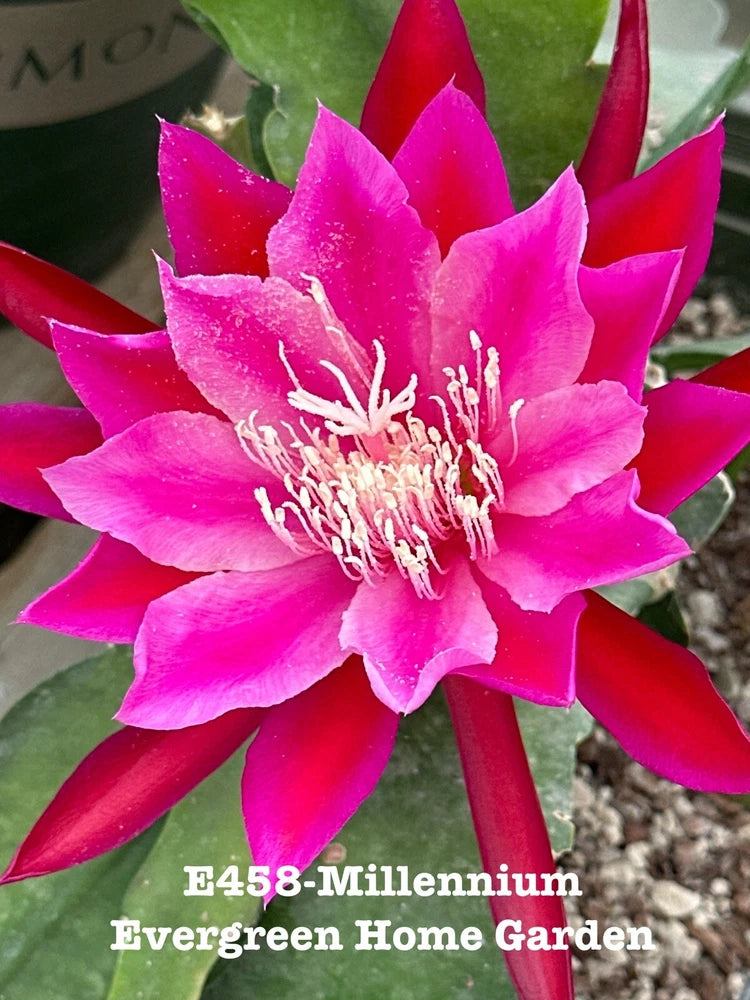 Blooming epiphyllum orchid cactus with bright pink flower and green pads in starter pot