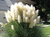 200 WHITE PAMPAS GRASS Cortaderia Selloana Ornamental Flower Seeds Flowering Plants