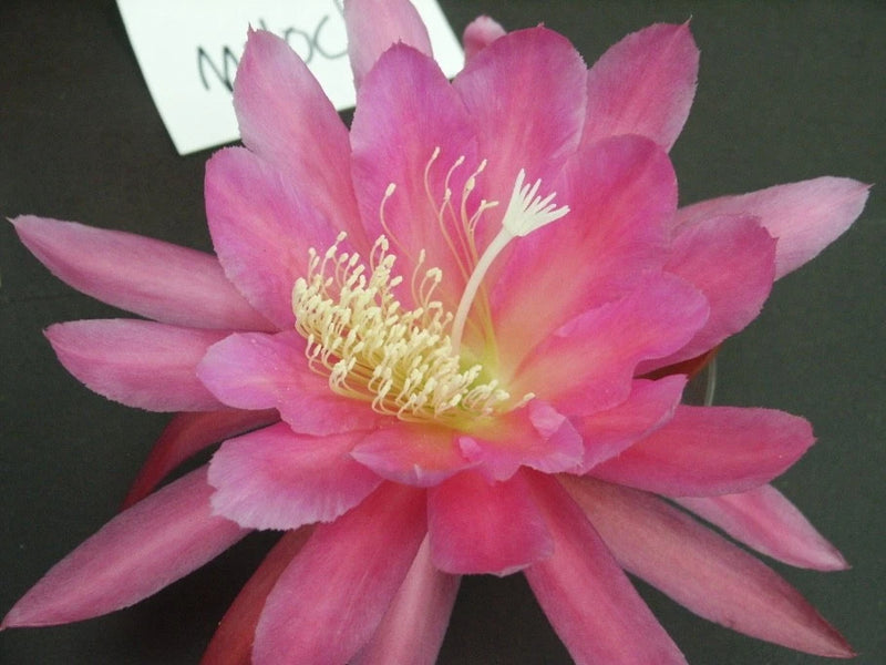 Pink orchid cactus flower with yellow-tipped stamens and layered petals