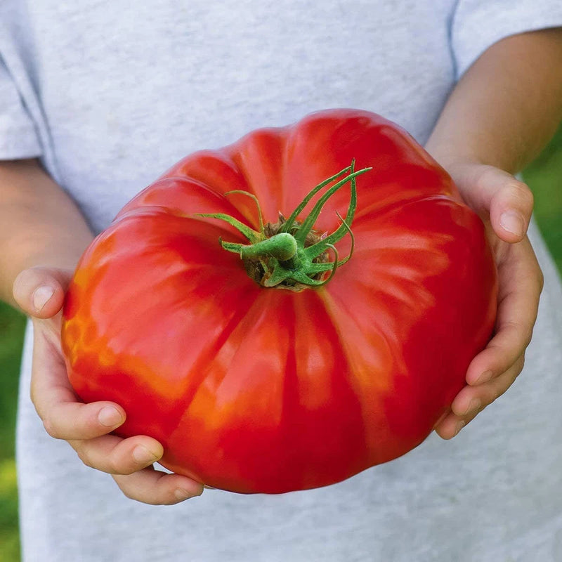 BEEFSTEAK HEIRLOOM TOMATO - 550+ SEEDS - FRESH FOR GARDENS Garden Plants