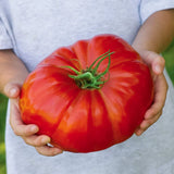 BEEFSTEAK HEIRLOOM TOMATO - 550+ SEEDS - FRESH FOR GARDENS Garden Plants