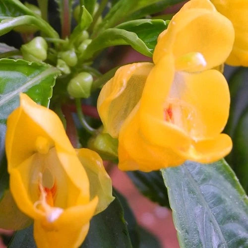 Yellow impatiens flowers with green leaves and buds, close-up