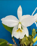 Cattleya jenmanii Alba X jenmanii Alba Seedling Fragrant Orchid Species 4Ó Pot Orchids