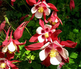 COLUMBINE CRIMSON STAR Aquilegia Caerulea - 500 Bulk Seeds Garden Plants