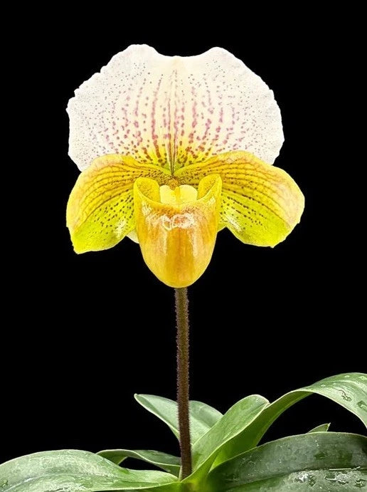Paphiopedilum orchid with yellow and white speckled bloom and green leaves