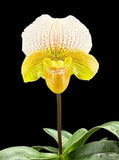 Paphiopedilum QF Hawaiian Charm (QF Hawaiian Halo x Topaz Charm) Orchids