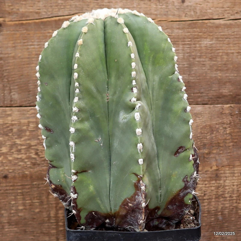 D3005 ASTROPHYTUM MYRIOSTIGMA NUDUM VERY OLD pot14-H26-W17 cm MaMa Cactus Green Plant