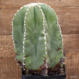 D3005 ASTROPHYTUM MYRIOSTIGMA NUDUM VERY OLD pot14-H26-W17 cm MaMa Cactus Green Plant