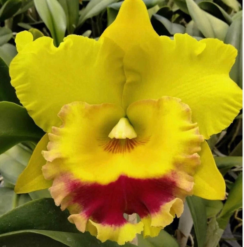 Live orchid plant with bright yellow ruffled petals and red-magenta lower lip