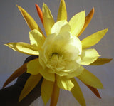 Epiphyllum, Orchid Cactus, " CHINA LAKE ", Don's Quart pots MAR/4 Orchids