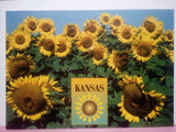 Kansas sunflowers state flower Sunflower