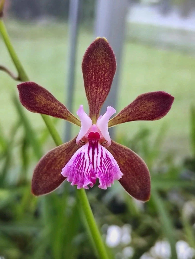Purple and white orchid flower with brown sepals on green stem