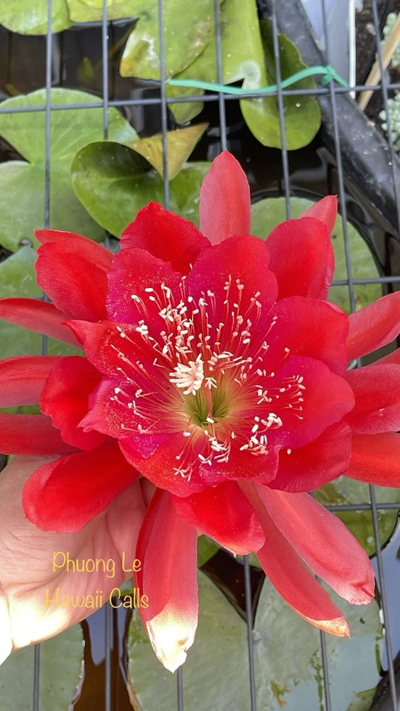 Red epiphyllum orchid cactus flower with long stamens on green leaves