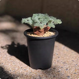 $17.09 Garden Plants