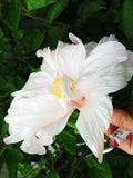 ____ MADAGASCAR HIBISCUS MOSCHEUTOS Hibiscus Starter Seeds Rose Of Sharon HS6818 Orchids