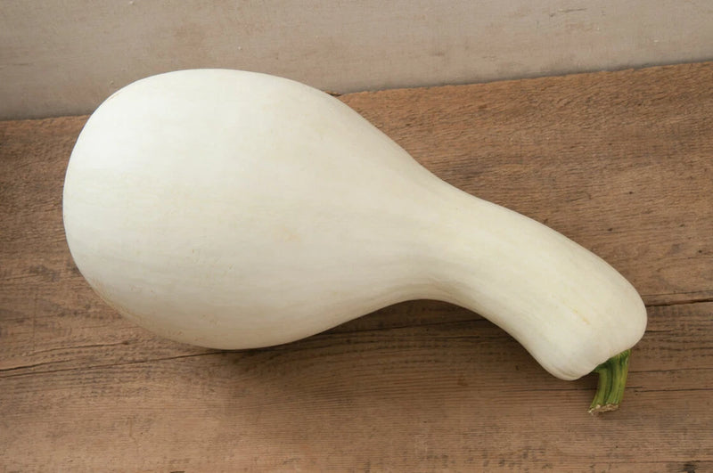 20 White Cushaw Gourd Seeds for Planting Rare White Squash Garden Plants