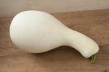 20 White Cushaw Gourd Seeds for Planting Rare White Squash Garden Plants